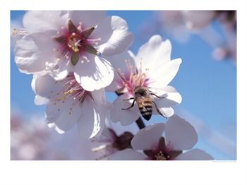 Las flores de mi jardin